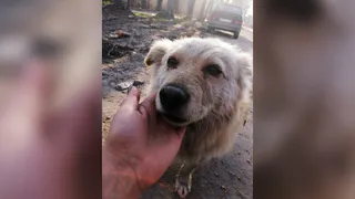 Рязанский Хатико несколько месяцев сидит на одном месте и ждет своего хозяина