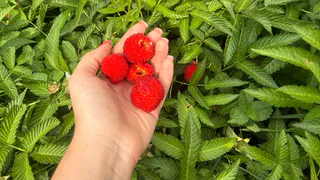 Мешаю копеечную смесь — и малина вкуснее конфет: одна подкормка превращает ягоды в сладость, забыла про кислые плоды
