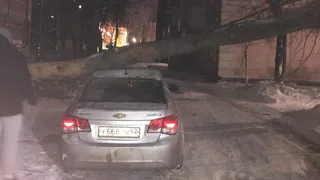 На Первомайском проспекте в Рязани дерево упало на припаркованный автомобиль