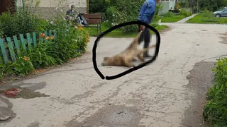 В Рязанском районе неизвестные массово отравили бездомных собак