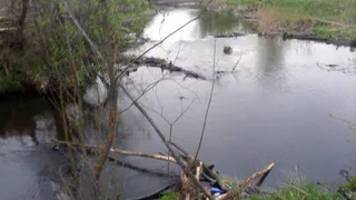 Рязанцы рассказали о массовой гибели рыбы в реке Листвянке