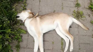 В Рязани из окна многоэтажки "вылетела" домашняя собака