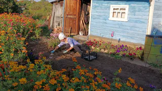 На Кубань на сбор пшеницы: вот сколько можно заработать за месяц - все плюсы, минусы и точные суммы 