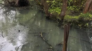 Под Рязанью нашли незаконный слив сточных вод в реку Дубянку