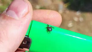 В Рязанской области за неделю от укусов клещей пострадали 44 человека