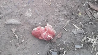 В рязанском поселке Приокский травят собак мясом