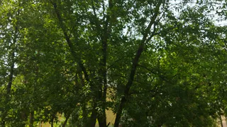 Солнце, тучи и ночной душ: все о прогнозе погоды в Рязани
