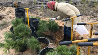 В субботу под Рязанью высадят 20 тысяч сосен