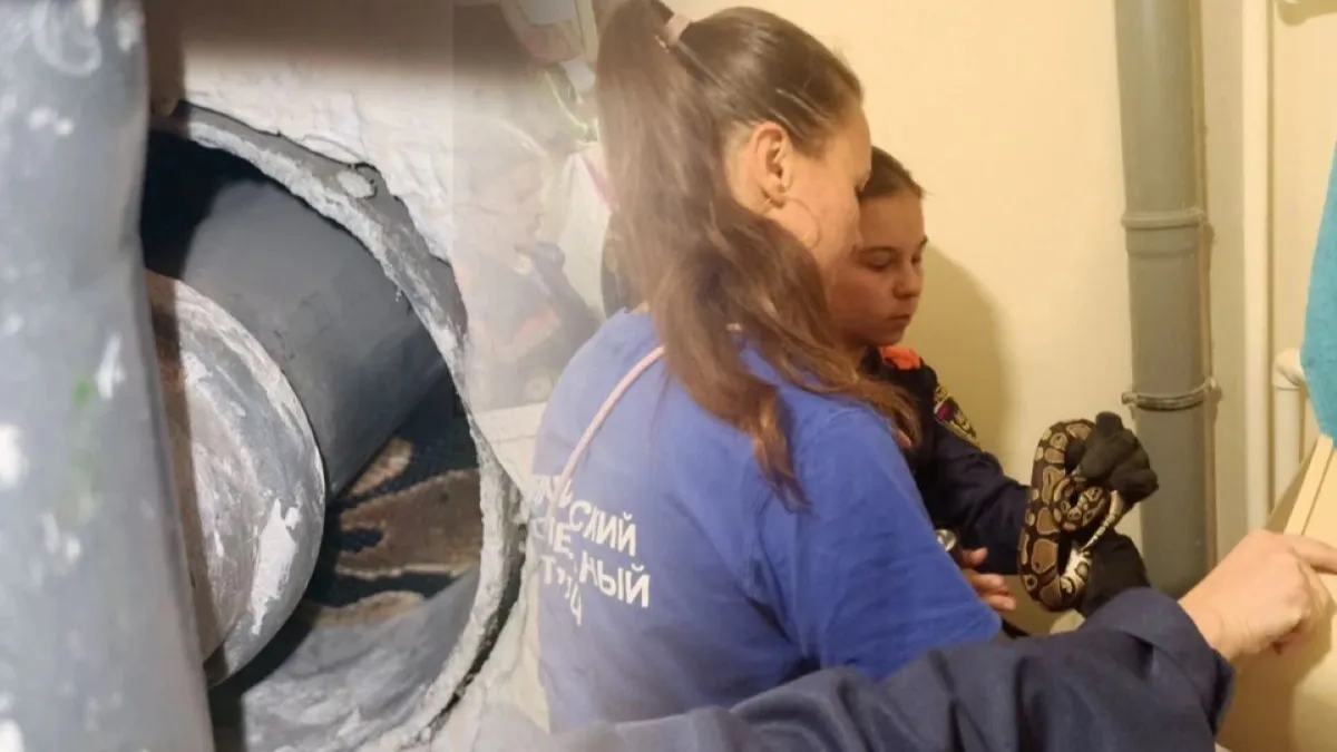 В рязанскую квартиру заполз королевский питон - змея сидела под трубой