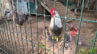 Рязанцев призвали не приходить в МФЦ с курами 