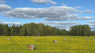 Рязанская область получит 3,7 миллиарда рублей на поддержку аграриев