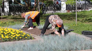 В Рязани продолжается высадка цветов ко Дню Победы