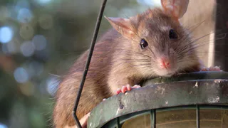 Мэрия Рязани прокомментировала появление крыс в центре города