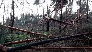 В районе села Коростово ветер повалил вековые деревья