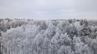 В Рязанской области во время новогодних праздников будет усилена охрана лесных насаждений
