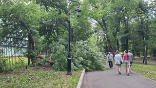 Рязанцев испугал бурьян и тополиные джунгли у детсада