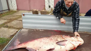Рязанский рыбак поймал толстолобика массой 49 килограмм