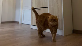 Они помнят это годами: 3 обычных действия хозяина, которые разрушают доверие кошки и заставляют её бояться