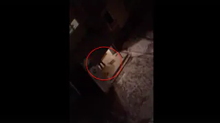 Примат разбушевался: на Новоселов ночной дебошир разбудил целый квартал