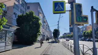Рязанцы требуют спилить опасные березы на Народном бульваре