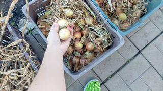 Перед сбором лука — обязательно: агроном рассказала, как вызвать бурный рост луковиц за 1 полив