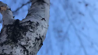 Включаем обогреватели: сегодня в ночь ожидаются заморозки