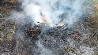 В Рязанской области уничтожили почти 700 квадратов конопли