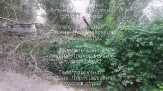 В Рязани за сутки обрушились два дерева 