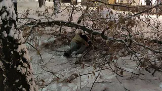На площади Мичурина в Рязани дерево рухнуло на молодого человека