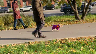 Рязанские парки обработают от клещей