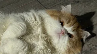 "Не травите этим кошек": в Роскачестве озвучили самые худшие марки корма для питомцев