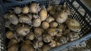 Аномальная жара в марте изменит сроки урожая: когда лучше сажать картошку - список дат