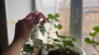 Начните уже в январе, а весной герань выпустит много бутонов - многие забывают об этой процедуре для цветов