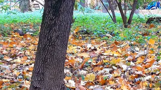 Лайфхак: где найти и покормить белочек в Рязани