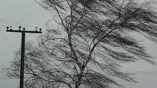 Во вторник в Рязани ожидается сильный ветер