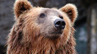 В Ермишинском районе из леса вышли медведица с медвежонком 