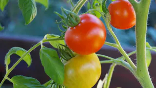 Вкусные и крупные плоды: названы лучшие 2 сорта помидоров