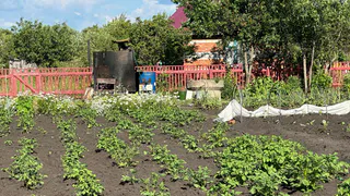 Самый урожайный сорт картофеля — клубни до 200 г: посадил ведро, а собрал до 360 кг — идеально подходит для пюре, запекания и жарки