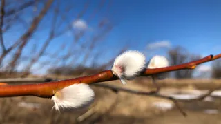Феноменальное потепление: со следующей недели весна в Рязани окончательно вступит в свои права