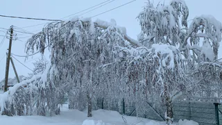 В Рязанской области деревья продолжают падать на линии электропередачи
