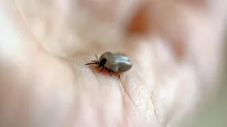 В Рязанской области за неделю клещи покусали 99 человек