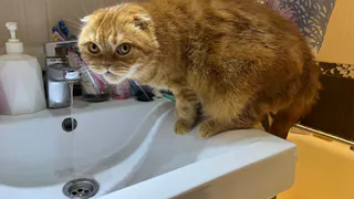 Зачем ушлые кошатники кладут кухонную губку в миску с водой перед уходом: спасет кота в июльский зной