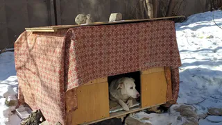 Дай лапку: уличный пес по кличке Белый пригрел четырех щенков