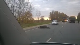 Как не сбить лося на скорости 100 км/ч
