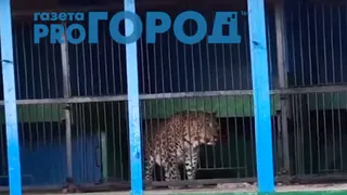Владельца зоопарка "Ноев ковчег" оштрафовали на 3000 рублей, и отпустили с миром