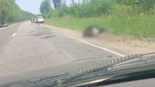 В Шиловском районе автомобилист сбил лося 
