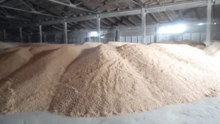 В Рязанской области рапс, сою и зерновые культуры признали небезопасными
