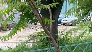 Стала известна причина гибели мужчины на улице Бирюзова в Рязани