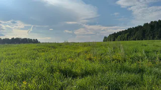 Земля заросла бурьяном: рязанскую компанию выгнали с участка за бездействие