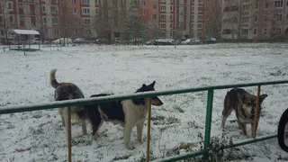 В Рыбном бродячие собаки не подпускают жильцов к подъезду